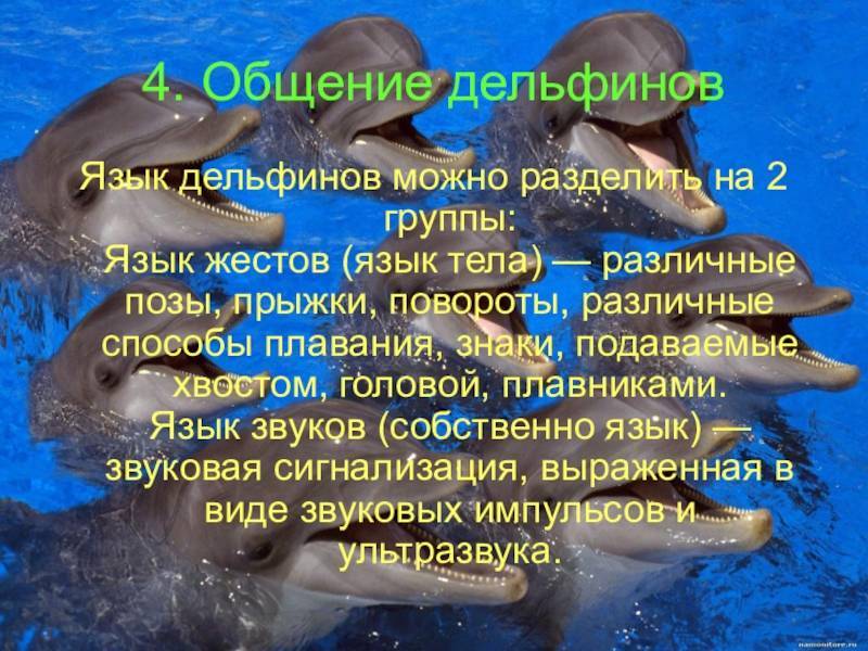 Примечания | российские ученые подобрались к разгадке языка и разума дельфинов