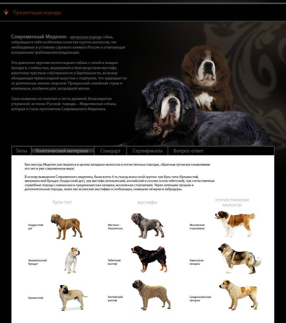 Малая львиная собака: рекомендации по уходу за нежным животным
