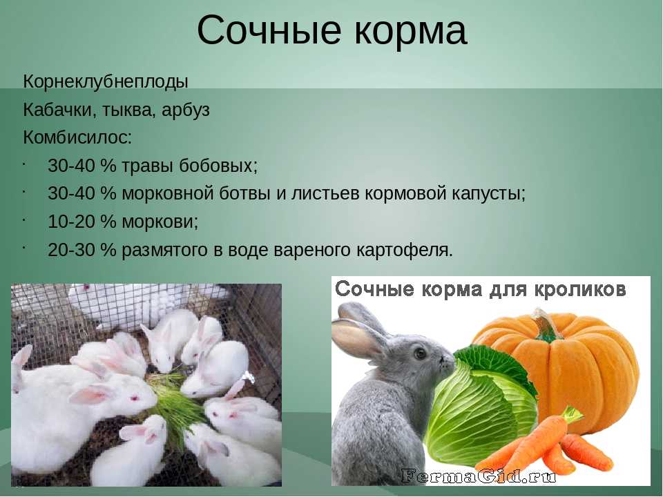 Можно ли кроликам давать полынь: советы и видео
можно ли кроликам давать полынь: советы и видео