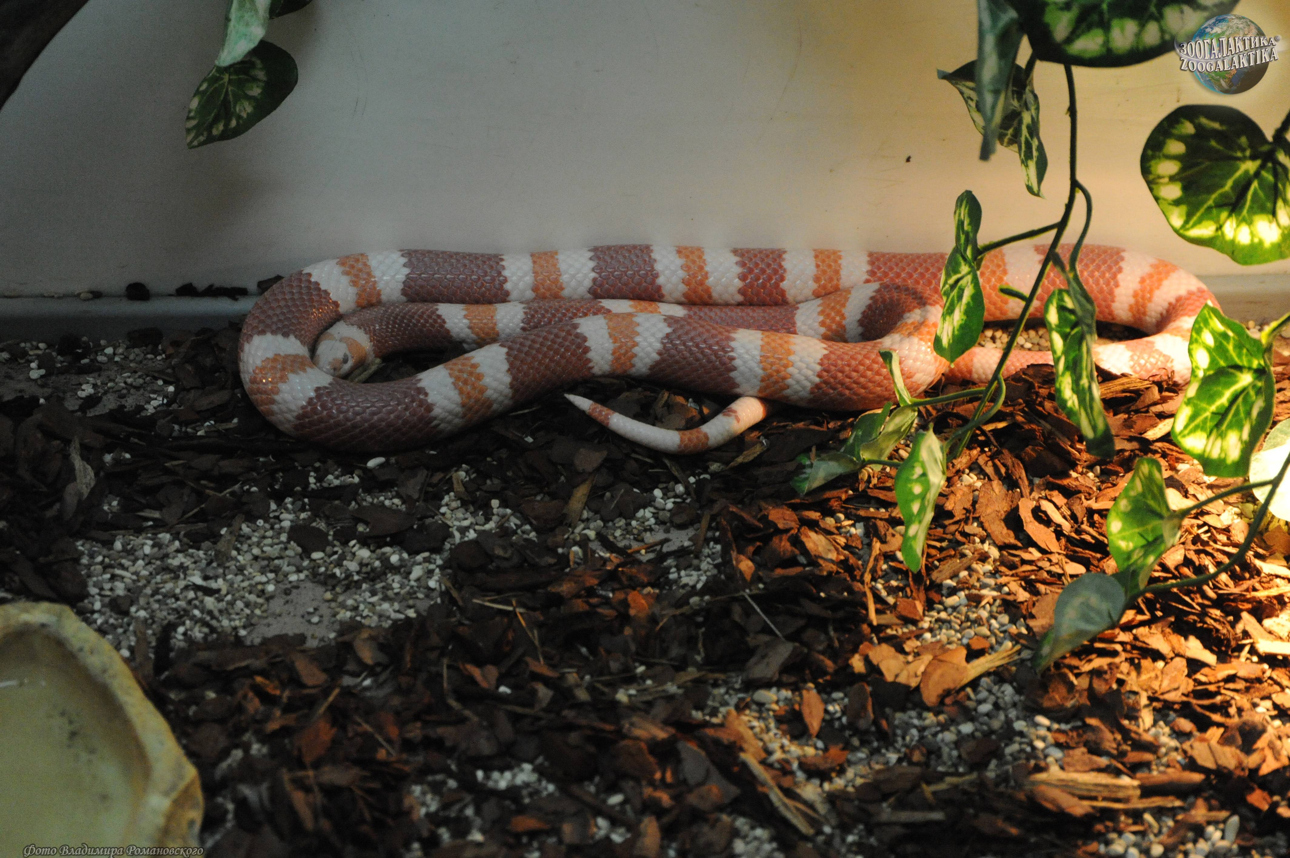 Королевская или молочная змея — описание вида и фото