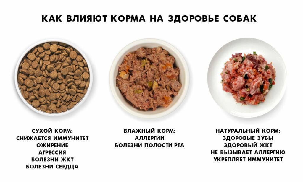 Как кормить собаку сухим кормом: рекомендуемые нормы кормления