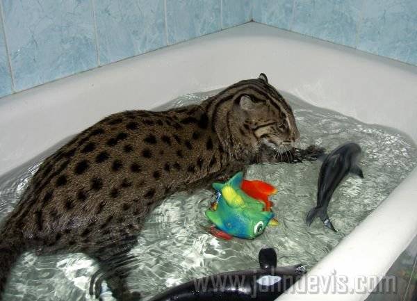 Почему кошки боятся воды