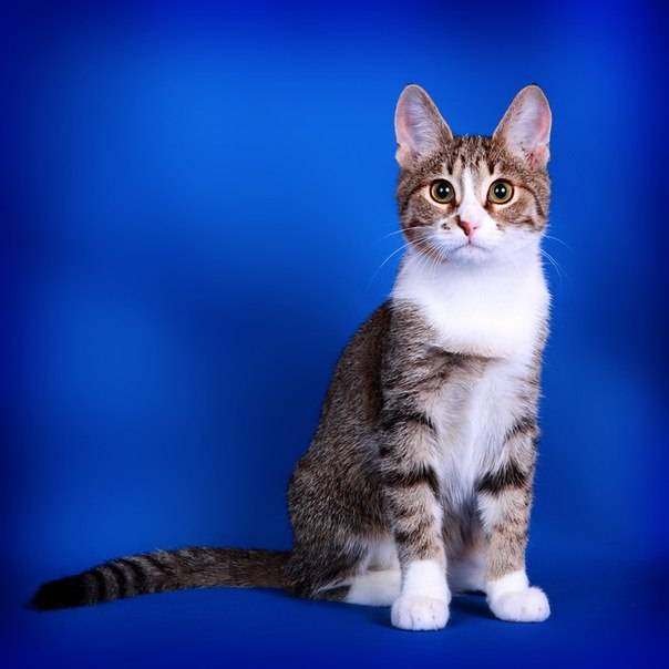 ᐉ бразильская короткошерстная кошка - описание пород котов - ➡ motildazoo.ru