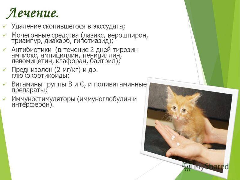 Вирусный перитонит у кошек: симптомы, диагностика, лечение