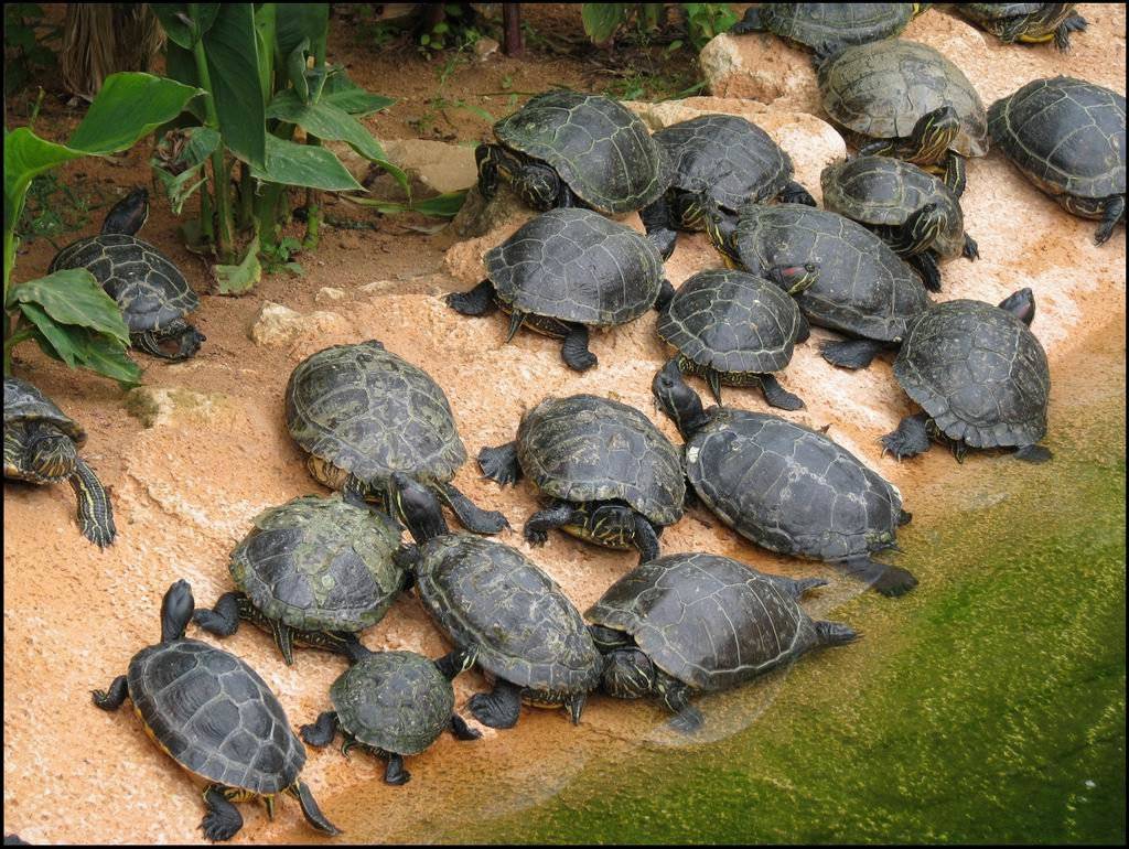 Где живут черепахи в природе, среда и ареал обитания