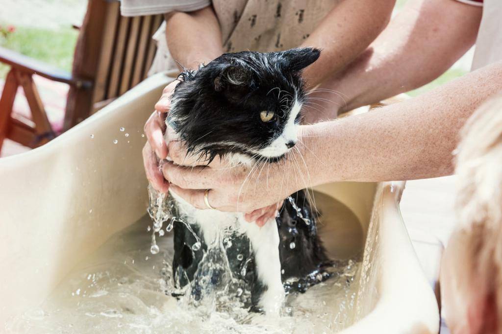 Какие породы кошек не боятся воды: как научить кошку не бояться воды +видео