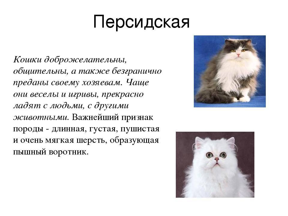 Невская маскарадная кошка, описание породы, характер, окрасы, чем кормить, уход и содержание, фото