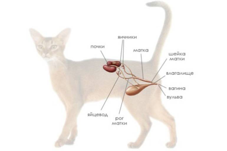 Основные осложнения у кошек после стерилизации: причины и симптомы | ваши питомцы