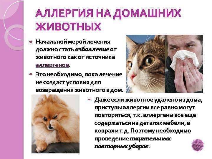 Аллергия на кошек у детей: как проявляется, симптомы на фото, лечение