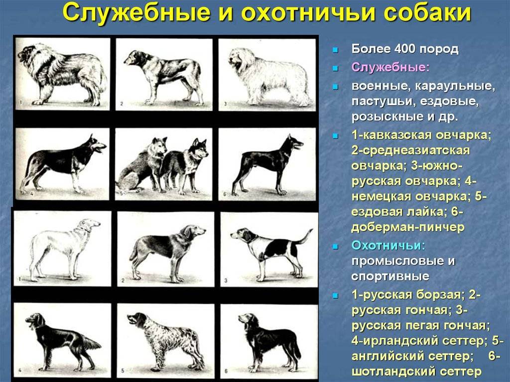 Охотничьи собаки