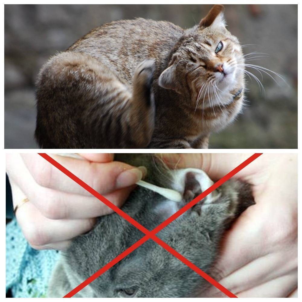 Кошка чешет уши и трясет головой — возможные причины