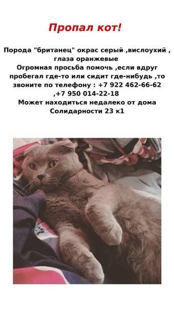 Пропал кот: как узнать, живой ли он, что делать, если кошка потерялась, почему животное уходит из дома