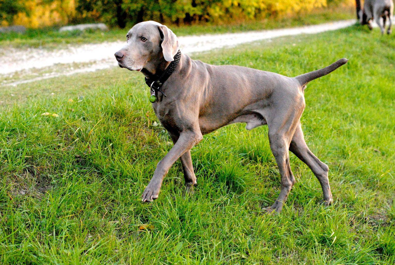 Веймаранер: описание породы, характер, болезни, фото собаки