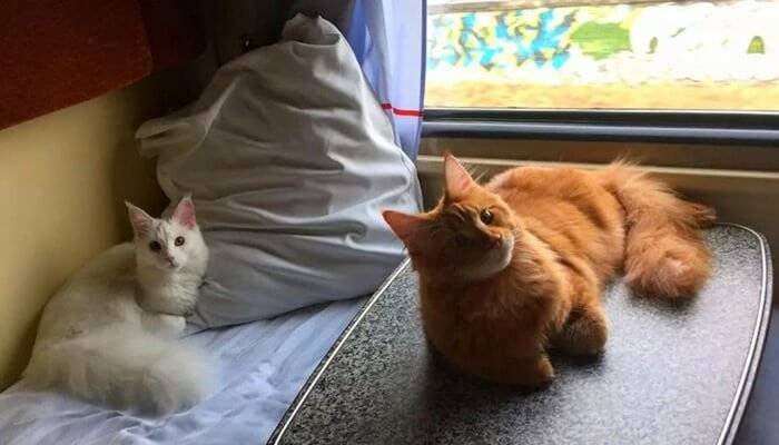 Как правильно перевезти кошку в поезде | кот и кошка
