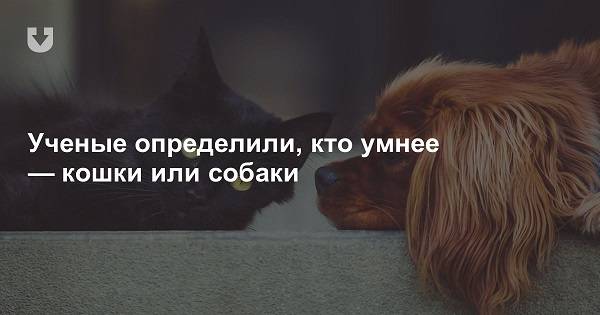Кто умнее кошка или собака