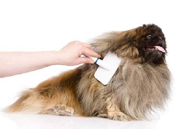 Что делать, если собака сильно линяет