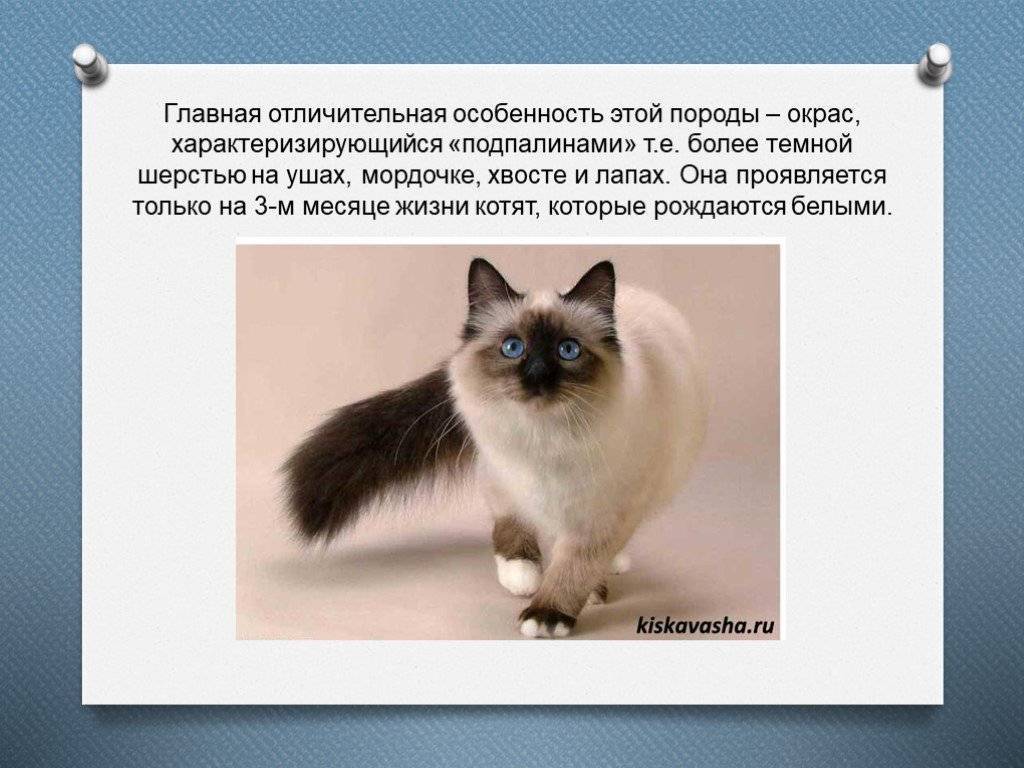 Порода гималайская кошка