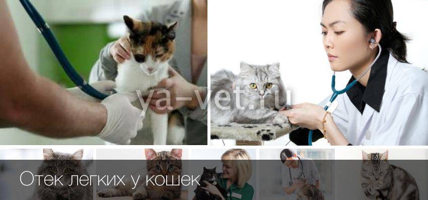 Отек легких у кошек