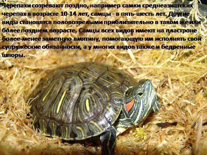 Как узнать возраст черепахи? - очень просто