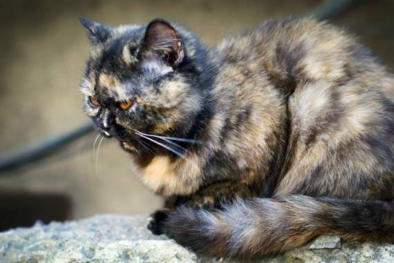Черепаховая кошка в доме: приметы о животных трехцветного окраса, суеверия и поверья
