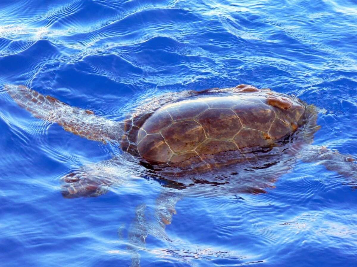 Черепаха Каретта-Каретта. Водоплавающая черепаха морская. Черепахи Каретта-Каретта вид снизу. Остров черепаха в Азовском море.