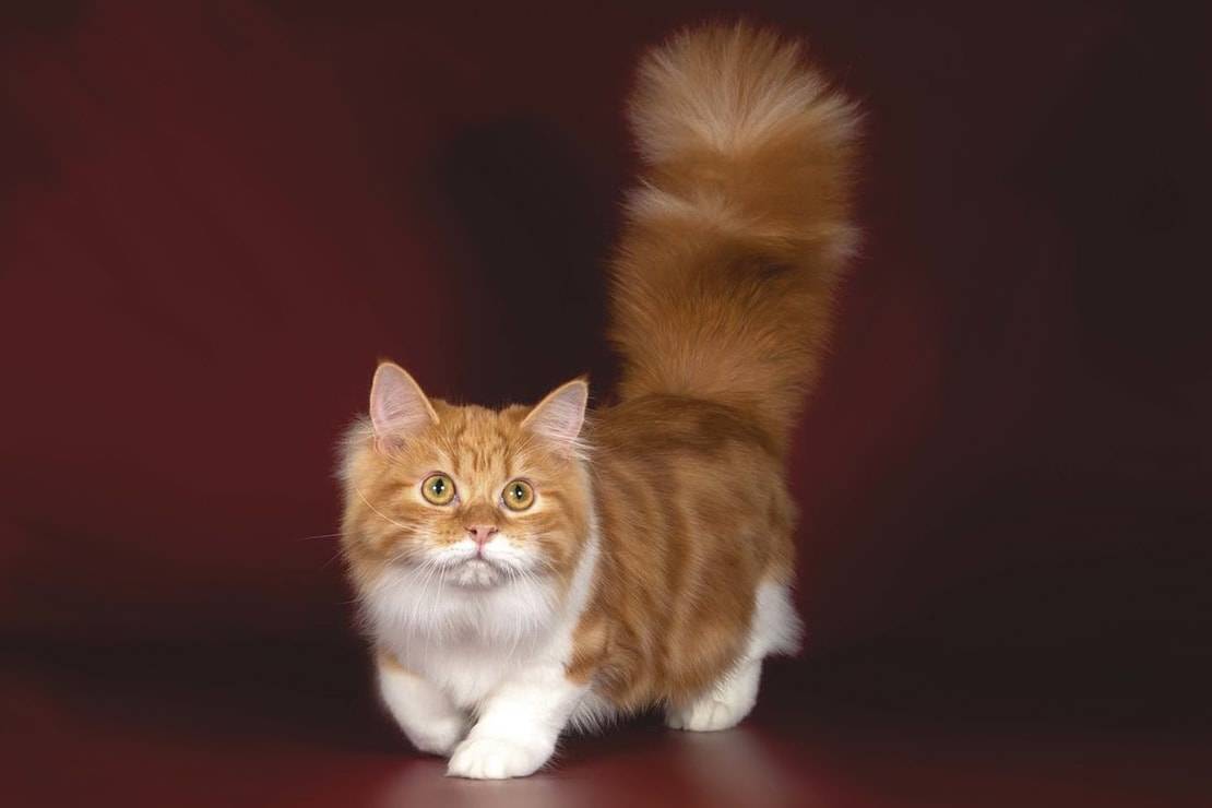 Кошка-такса манчкин: описание и характер коротколапых кошек и котов с короткими лапами породы манчкин с фото