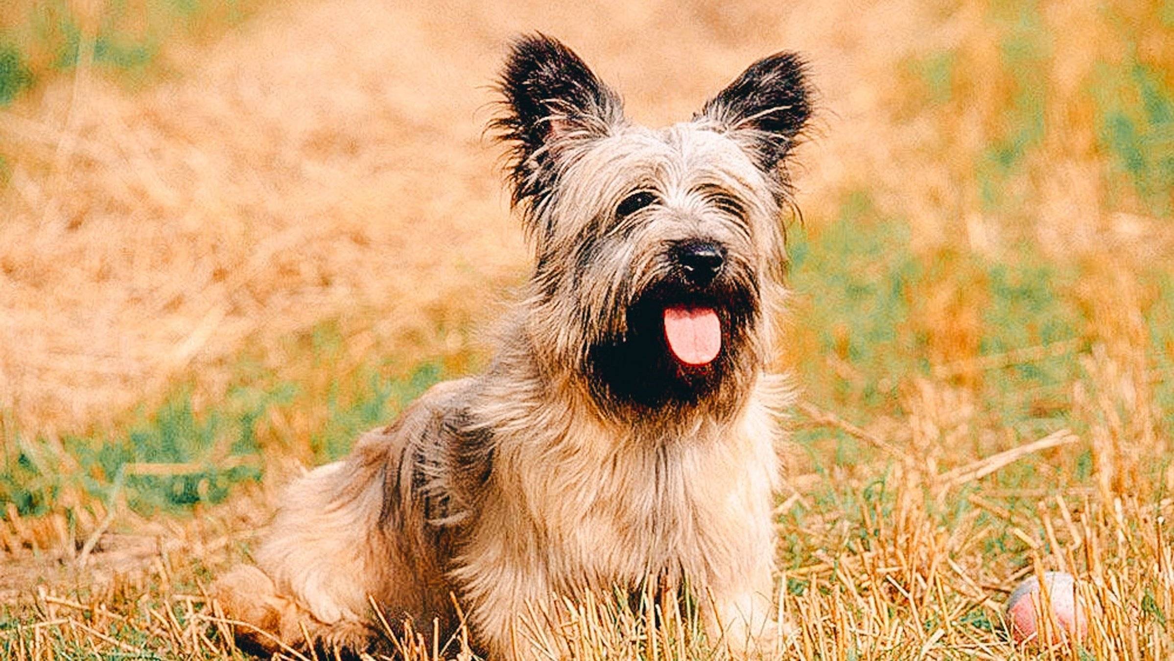 ᐉ описание породы собак скай терьер с отзывами владельцев и фото - zoogradspb.ru