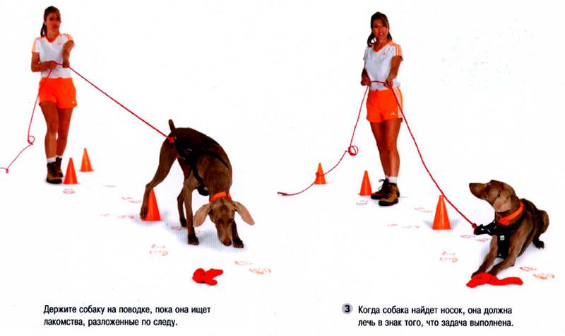 Дрессировка собак, как научить собаку команде "фу": этапы обучения