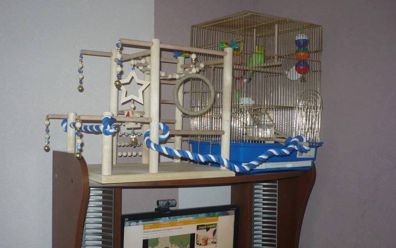 Игровой стенд для попугая: площадка своими руками, игрушки, требования, плюсы и минусы