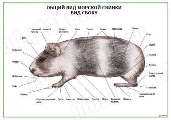 Тело морской свинки. Строение морской свинки. Отделы тела морской свинки. Наружные органы морской свинки. Строение морской свиньи.