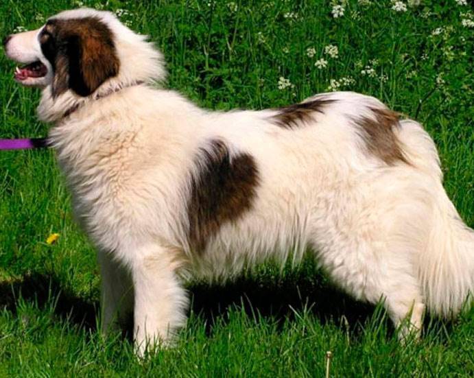 Сторожевые породы собак. самые лучшие сторожевые и охранные породы собак