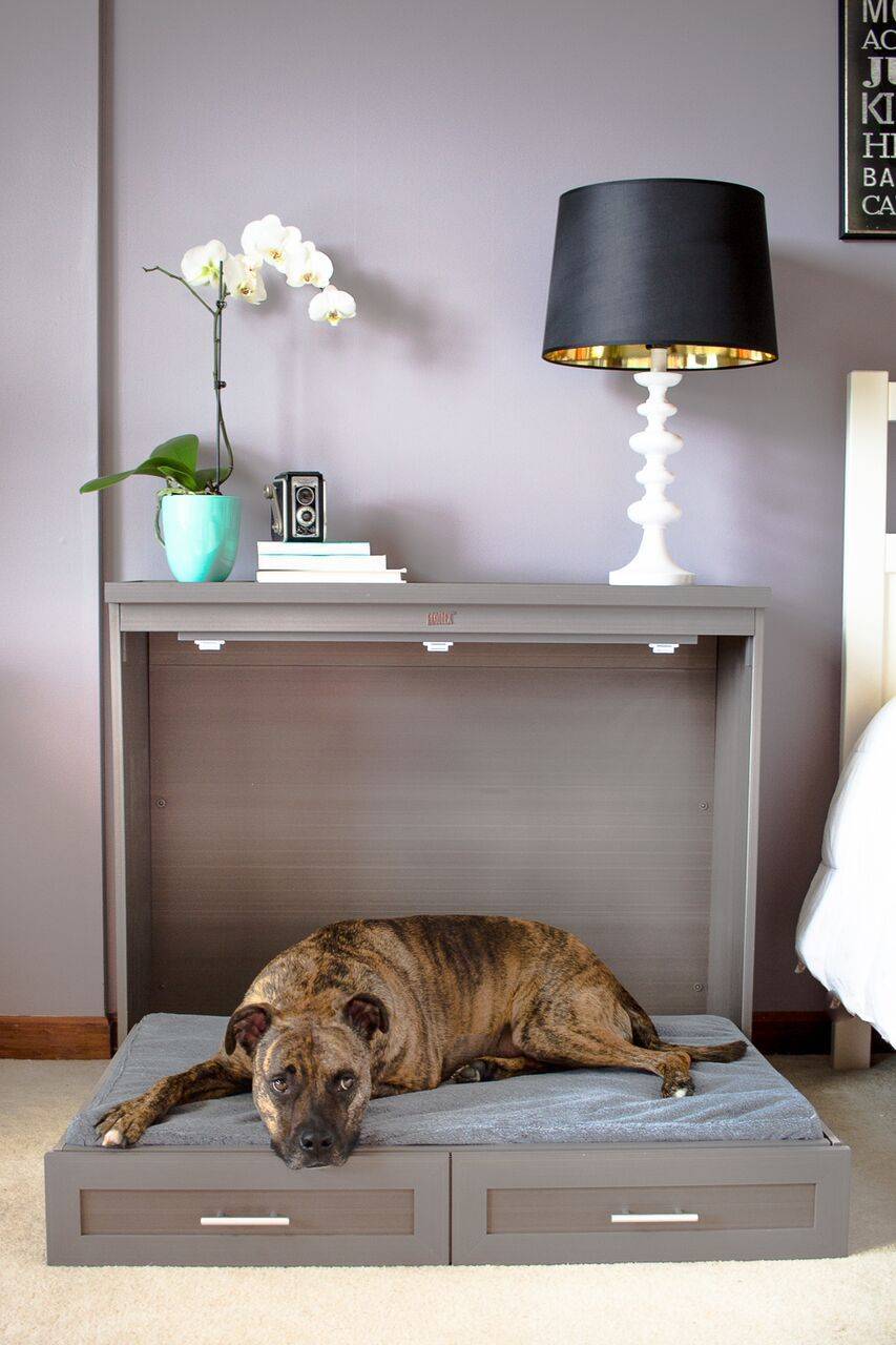 Как не подпускать собаку к мебели | блог о собаках