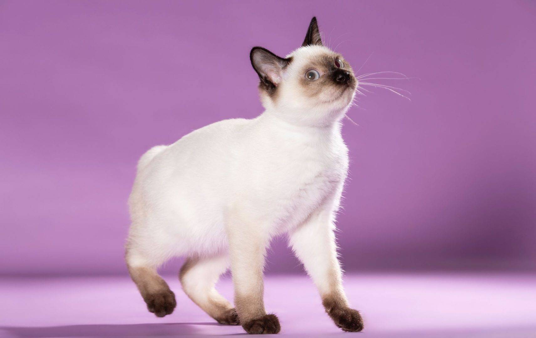 Кошки-малышки — особенности карликовых пород