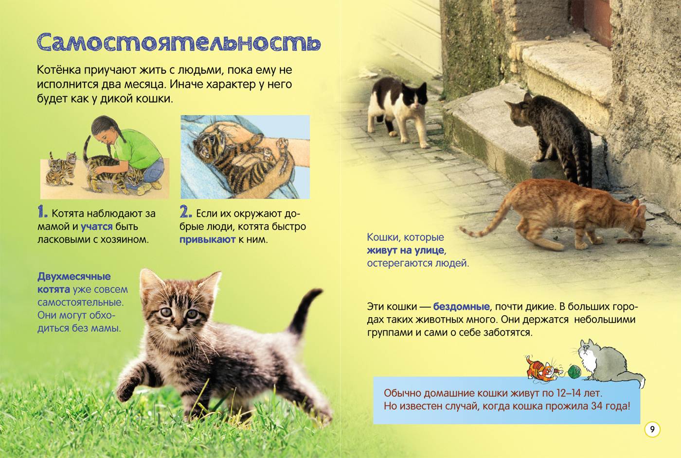 Кошки-метисы: описание породы, характер, советы по содержанию и уходу, фото