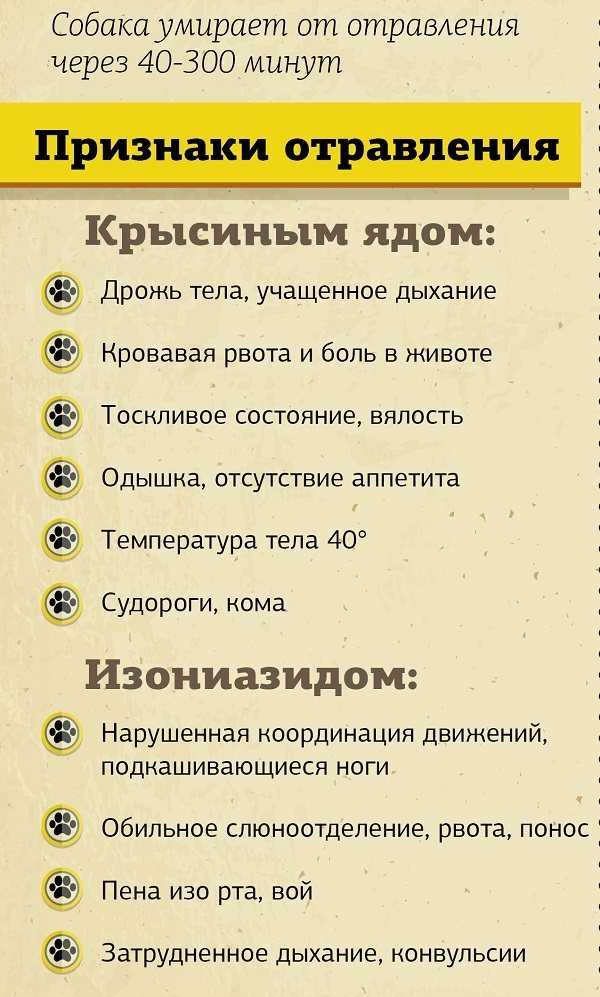 7 симптомов отравления кота крысиным ядом - лечение