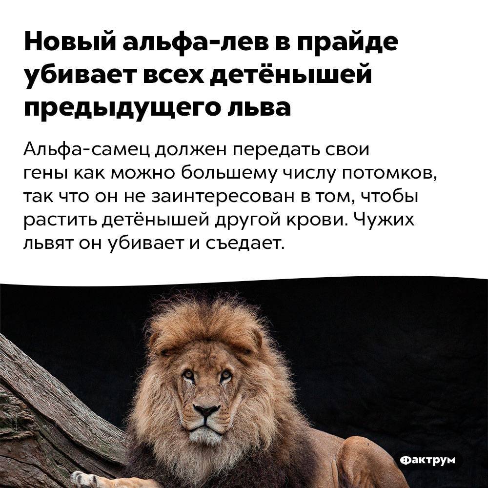 Можно считать что львы. Факты о львах. Факты про Львов. Самое интересное о львах. Лев интересный.