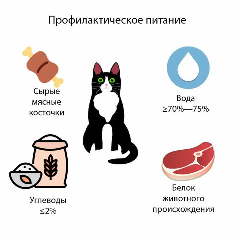 Когда можно кормить кошку после. Питание кошек. Продукты питания для кошки. Правильное питание кошки. Правильное питание натуральное кошки.
