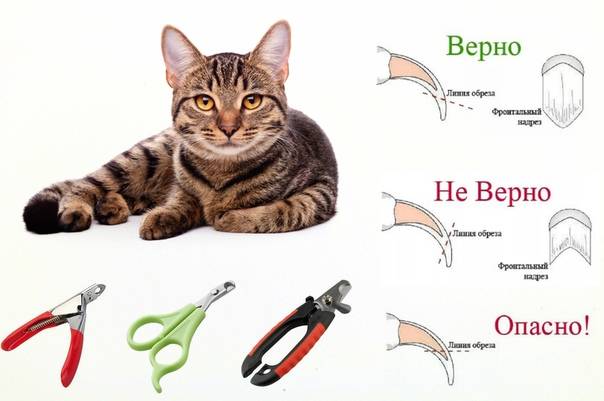 Как и чем подстричь когти котенку: выбор инструмента и пошаговая инструкция | ваши питомцы