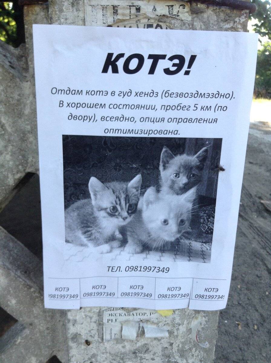 Как быстро отдать котенка в хорошие руки и пристроить, если никто не берет