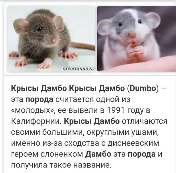 Как ухаживать за мышкой?