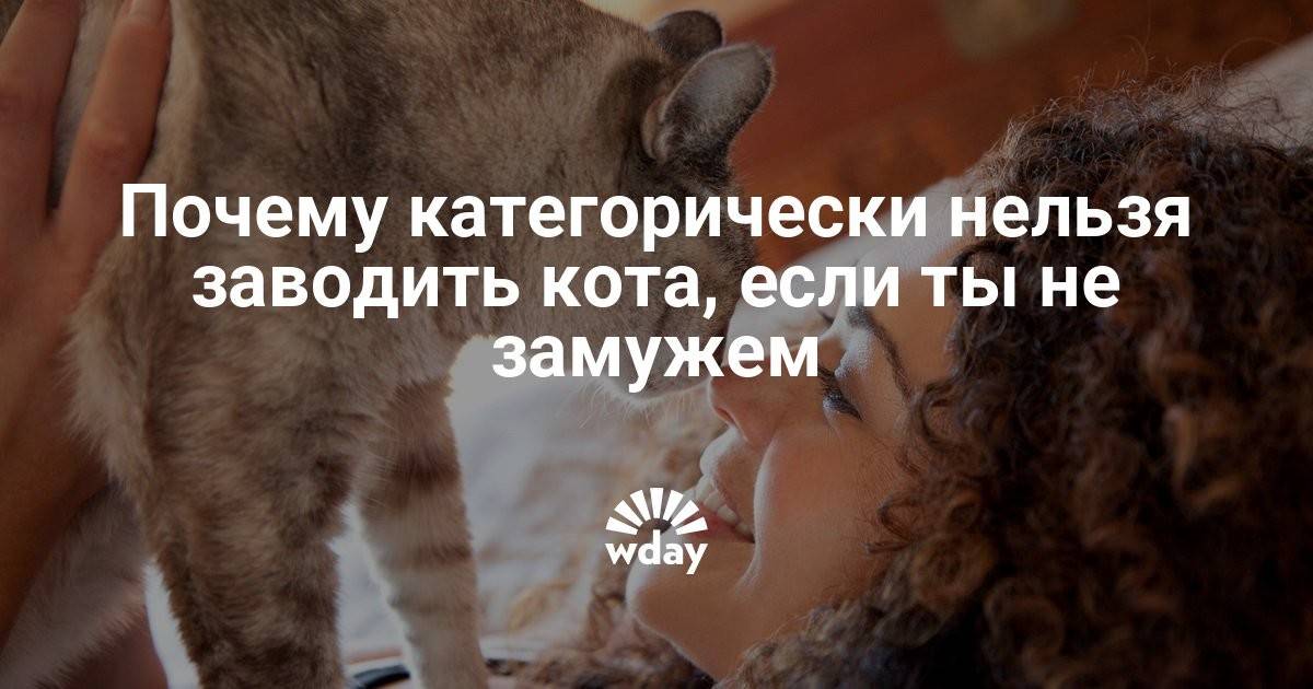 Почему нельзя целовать кошек: научная версия, суеверная