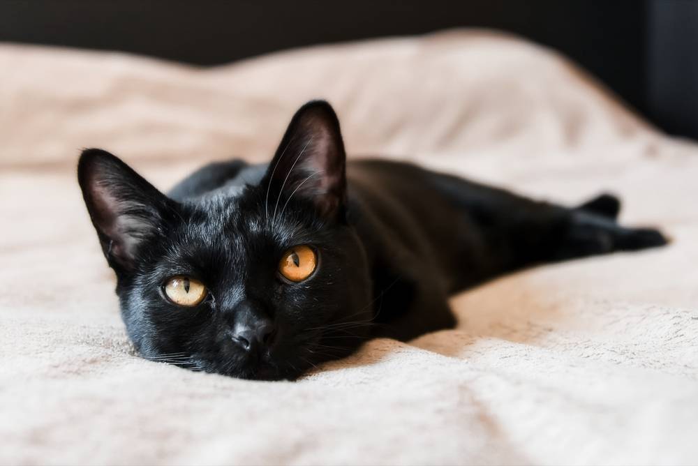 Бомбейская кошка: история, внешность и характер (+ фото)