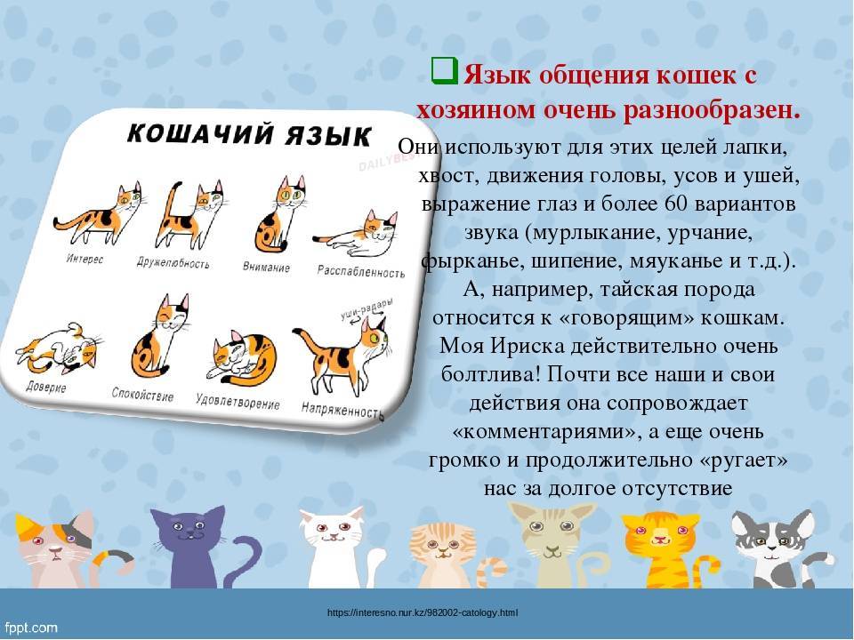 Перевод с кошачьего языка » kuguarlend