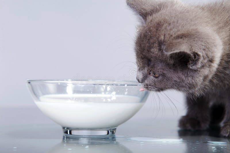 Сколько котята пьют молоко. Котенок пьет молоко. Британская кошка пьет молоко. Миска молока. Серый котенок пьет молоко.