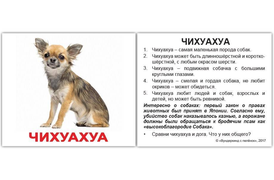 Обзор породы собак чихуахуа: описание с фото, уход и содержание, щенки