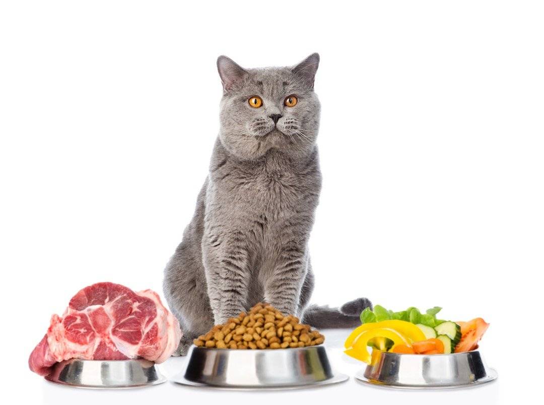 Как приучить кота к домашней еде
как приучить кота к домашней еде