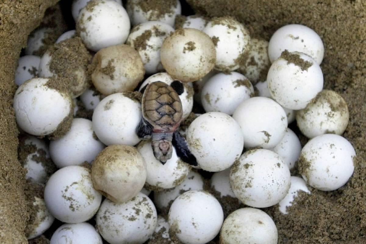 Черепашата в яйцах. Черепашка откладывает яйца. Морская черепаха откладывает яйца. Яйца морской черепахи.