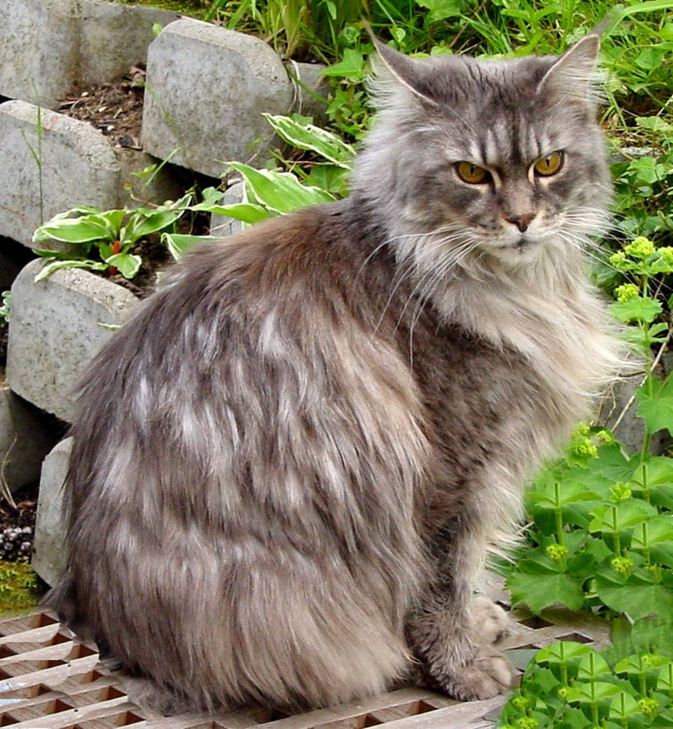 Коротко и длинношерстные кошки. Мейн-кун. Длинношерстный Мейн кун. Британская длинношёрстная кошка. Европейская длинношерстная кошка.