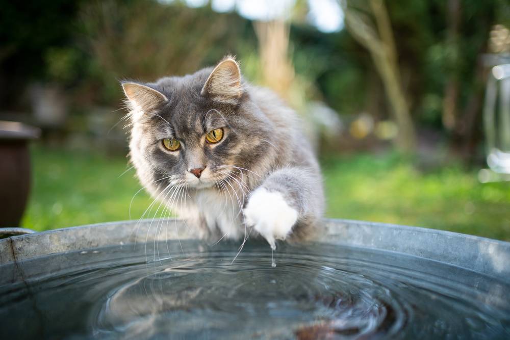Какие кошки любят воду: как приучить кошку к купанию