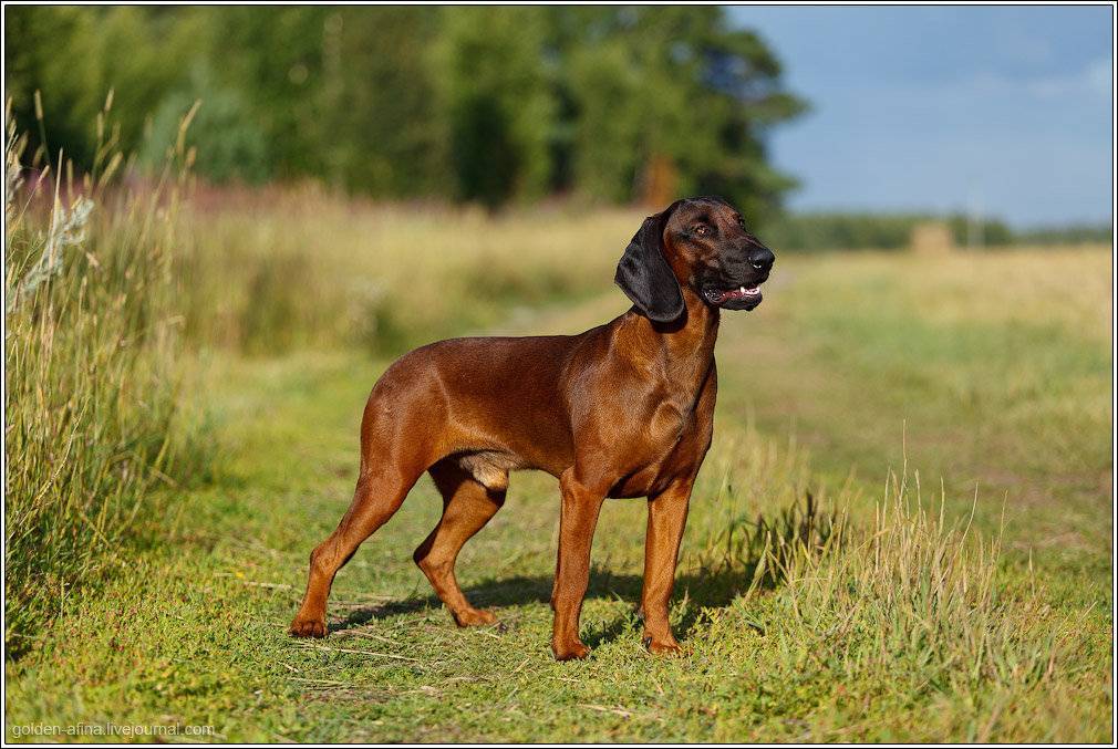 Баварская горная гончая — охотничья порода собак немецкого выведения. описание баварской горной гончей с фото: внешний вид и характер собаки, рекомендации по уходу